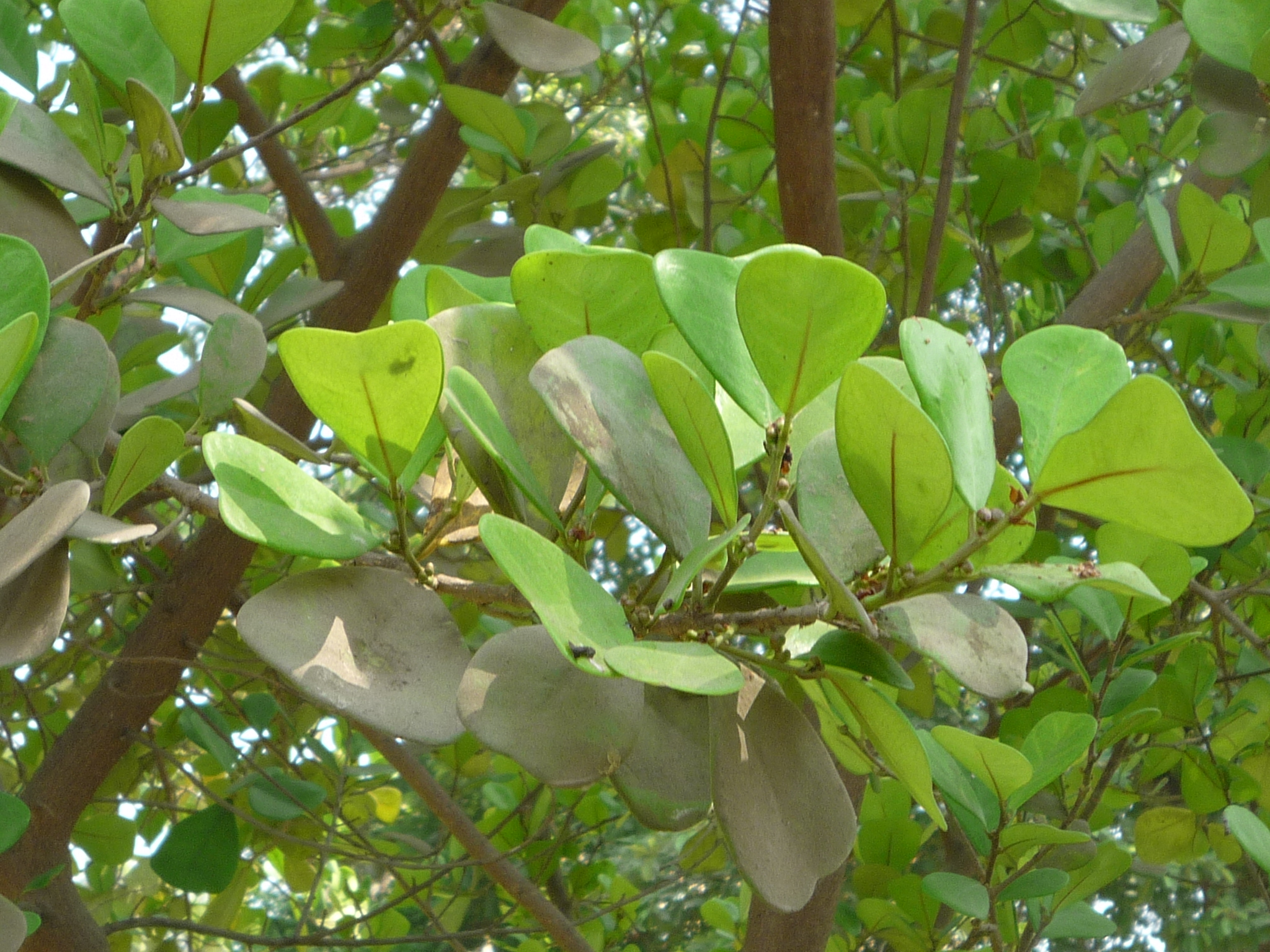 Ficus natalensis
